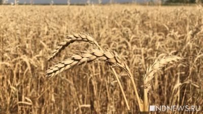Абсурдная ситуация: рекордный урожай в России спровоцировал большие проблемы