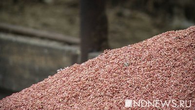 Россия поставит в Африку безвозмездно до 50 тысяч тонн зерна
